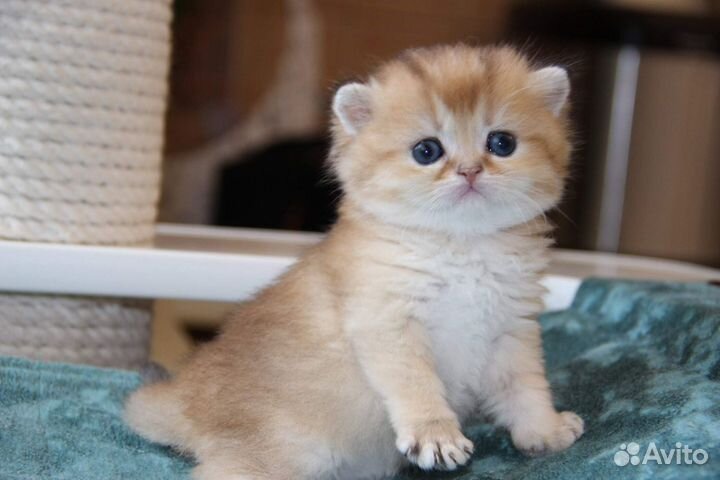 Шотландская золотая шиншилла