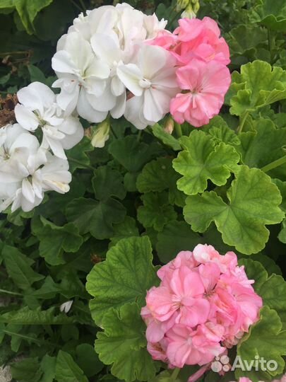 Герань, пеларгония