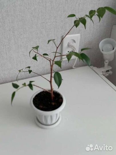 Фикус бенджамина