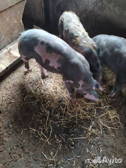 Хрячек на племя