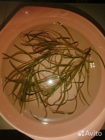 Водоросли для аквариума