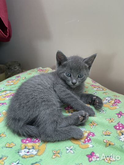 Домашние котята