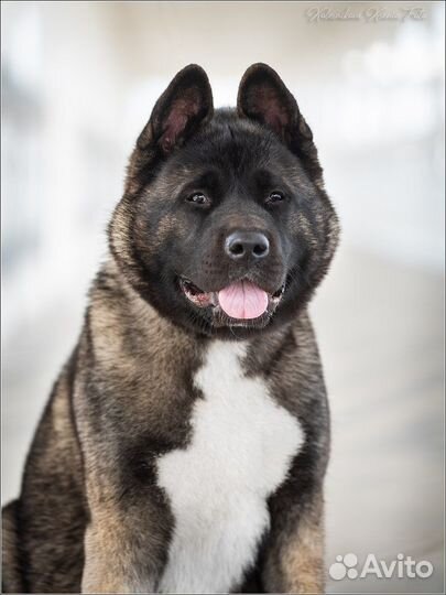 Щенки Американской Акиты