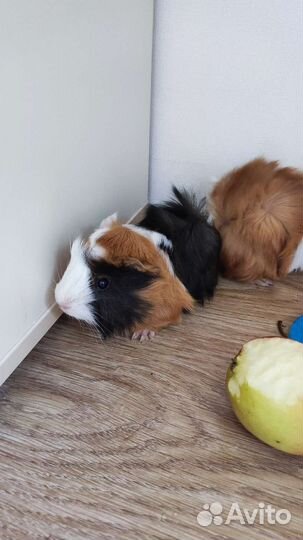 Морская свинка