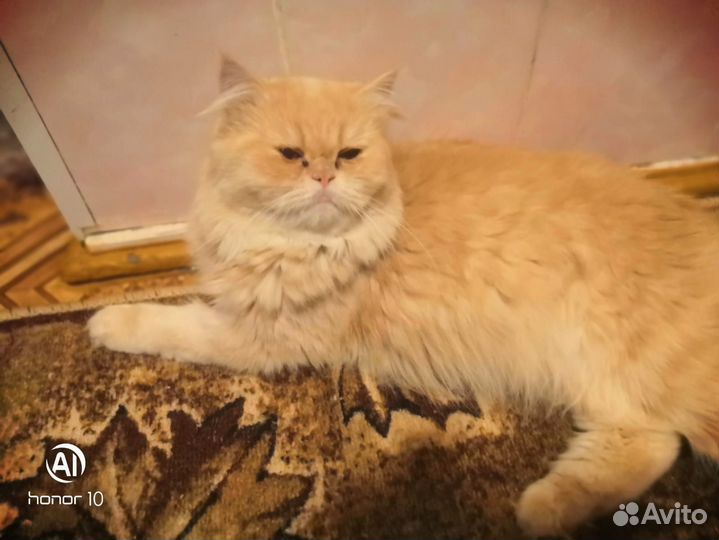 Котенок персидский