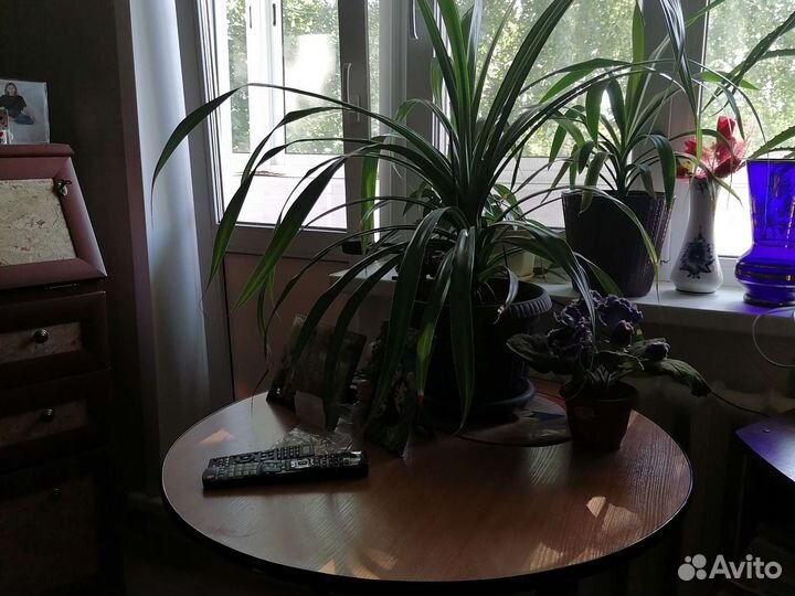 Пальма панданус