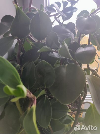 Пеперомия туполистная взрослая и малыши