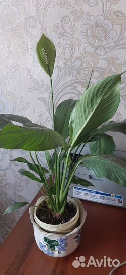 Спатифиллум большой