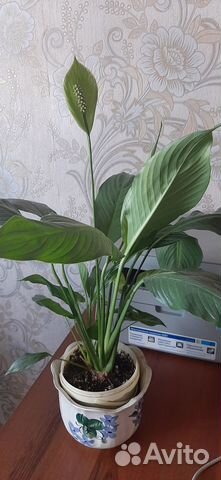 Спатифиллум большой