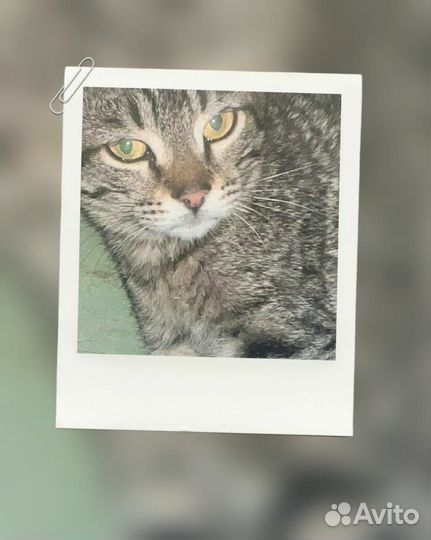 Котик котенок в подарок