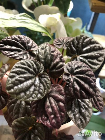 Пеперомия Schumi Red