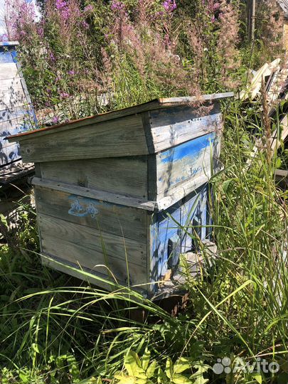 Пчелиный улий