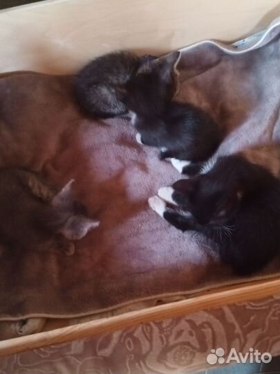 Котята девочки