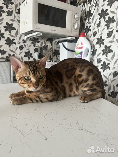 Вязка Кот Бенгал