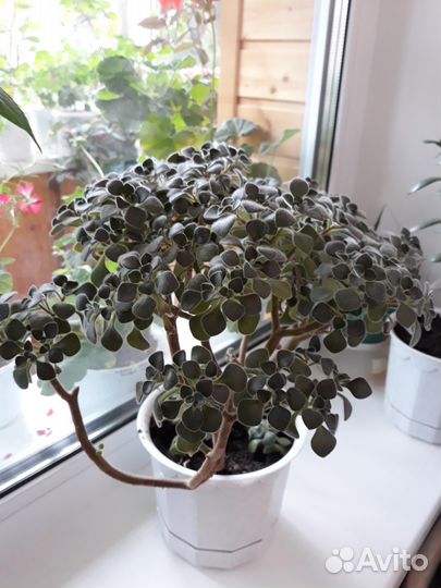 Цветы для дома