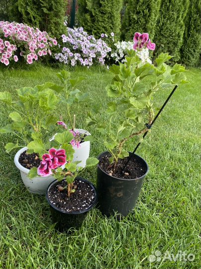 Пеларгония герань