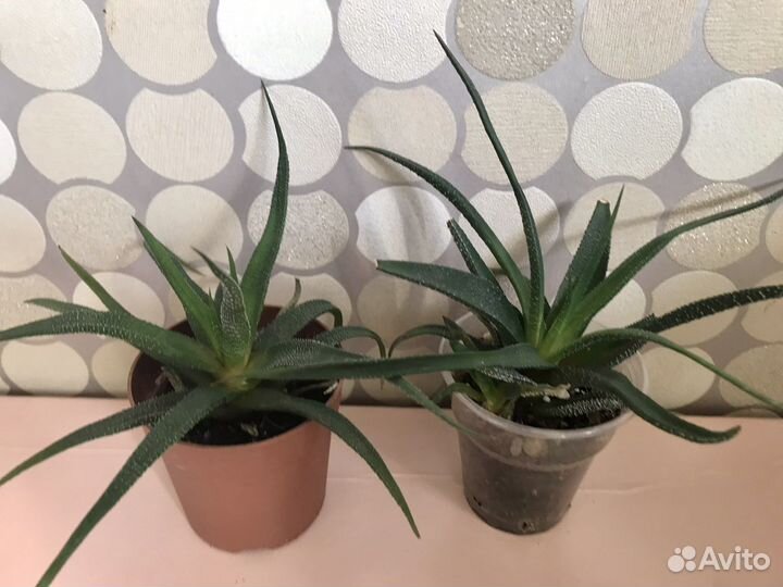 Детки хавортии, суккуленты