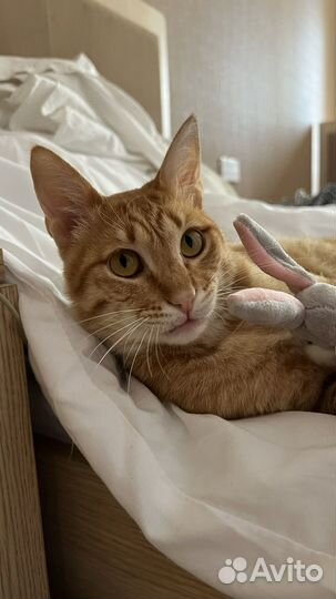 Рыжий кот Чарли в добрые руки