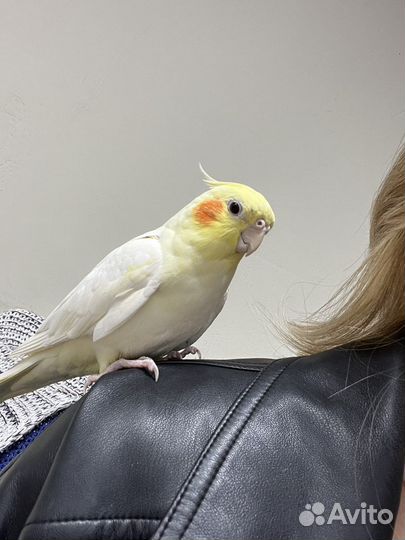 Корелла попугай