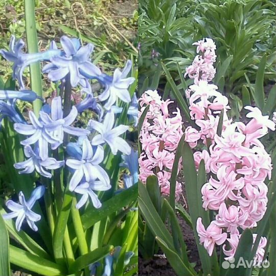 Луковицы гиацинтов