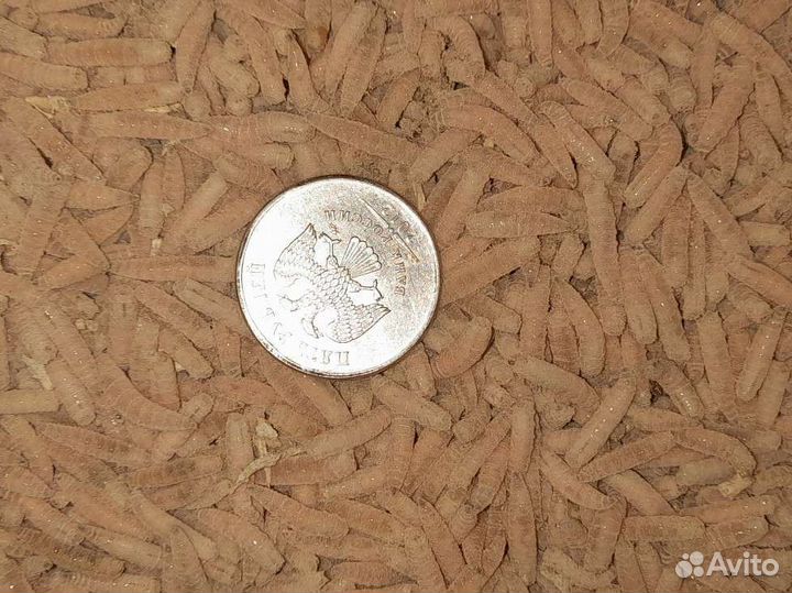 Мотыль, опарыш, черви