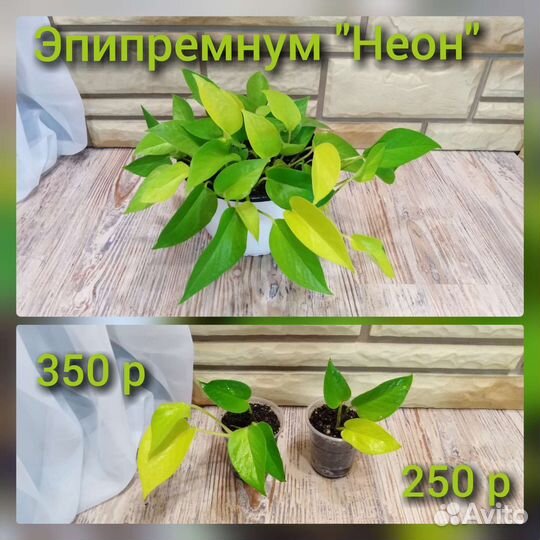 Сциндапсус Эпипремнум Филодендрон Комнатные цветы