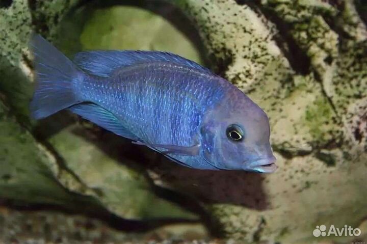 Цихлида дельфин