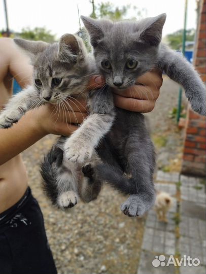 Отдаю котят, 3 девочки, 2 мальчика