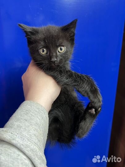 Британские котята