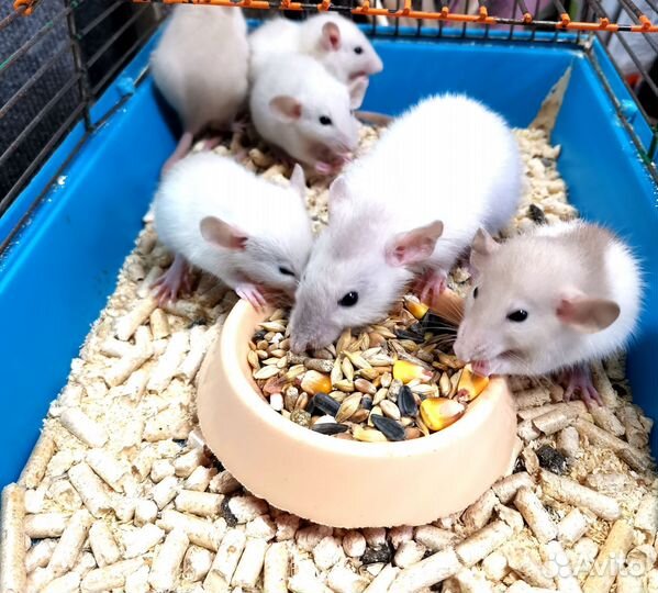 Крыса дамбо (крысята)