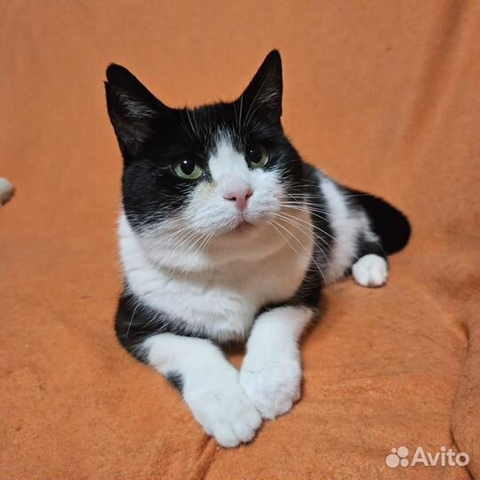 Кошка Анфиса