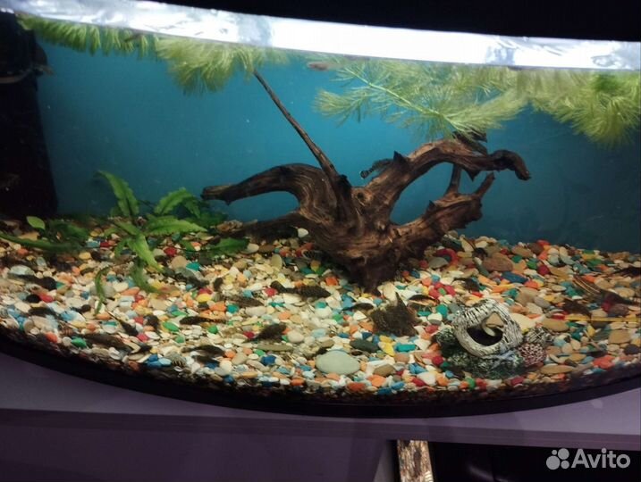 Аквариумные рыбки