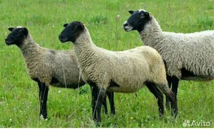 Романовские овцы