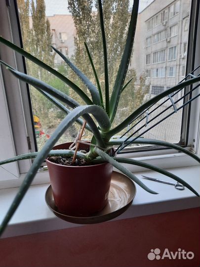 Алое вера лечебный