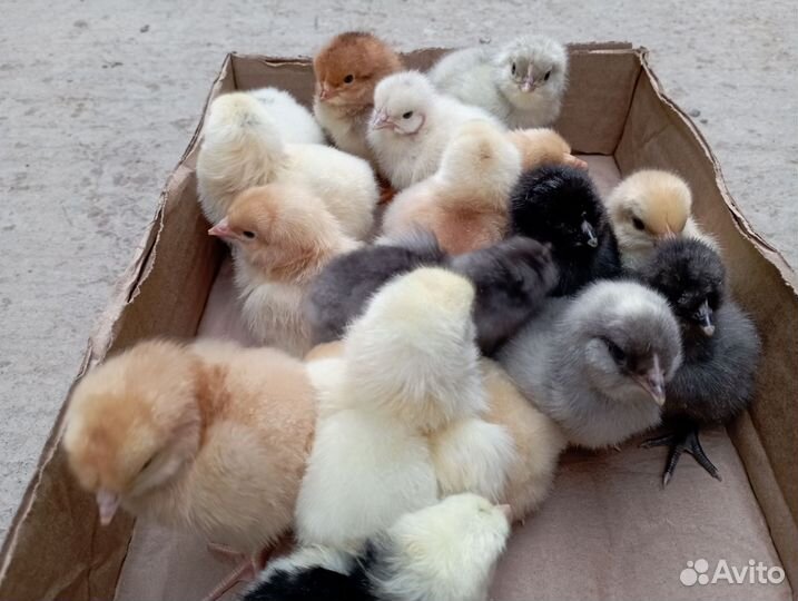 Цыплята суточные домашние