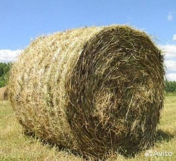 Сено. Луговое разнотравье