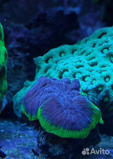 Морские кораллы. Морской аквариум