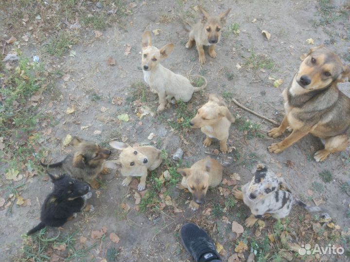 Щенки