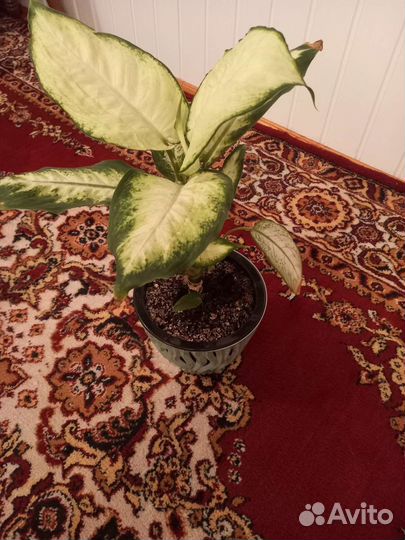 Диффенбахия грин мэджик