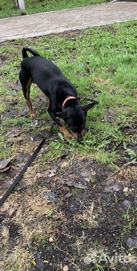 Метиис цвергпинчера мальчик вязка