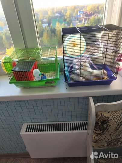 Сирийский хомяк с клеткой