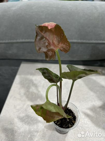 Комнатные цветы, Сингониумы сортовые