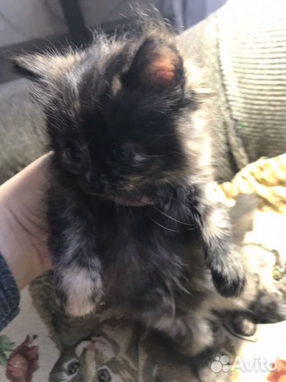 Кошка в дар