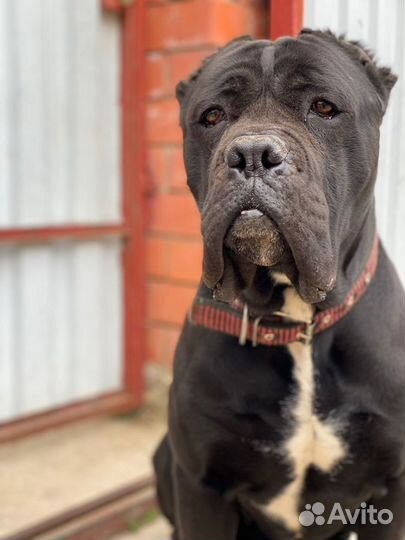 Кане Корсо. Вязка