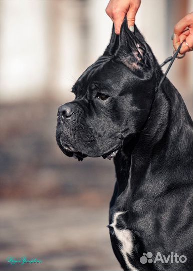 Кобель вязка кане корсо