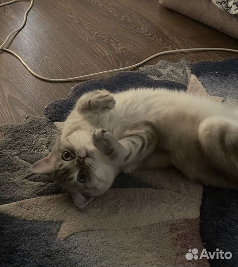 Британский кот вязка