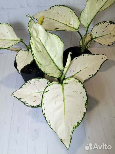 Аглаонема супер Вайт Джой, с бутонами