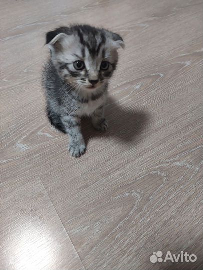 Британские вислоухие котята