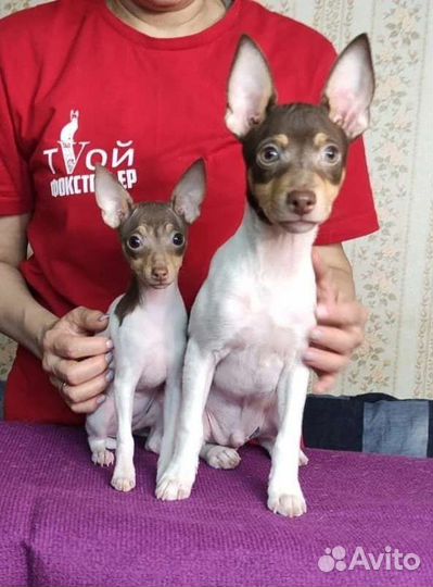 Той-фокстерьер