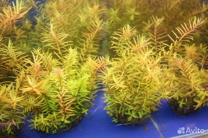 Аквариумные растения на вабикусах